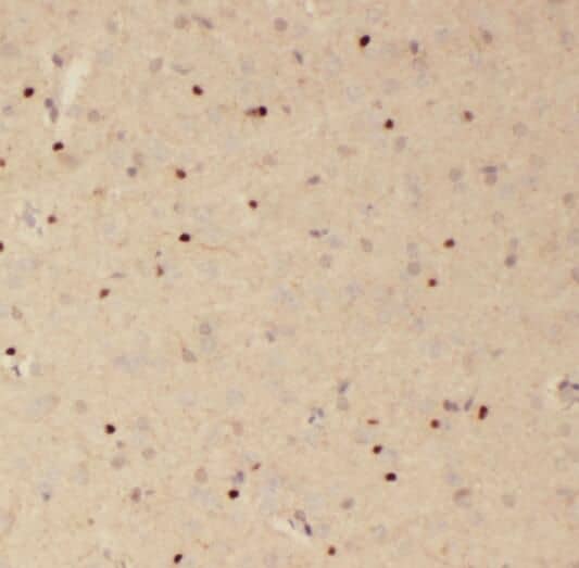 Immunohistochemistry: RSPH3 Antibody - BSA Free [NBP3-46646] - Immunohistochemistry of paraffin-embedded human brain using (RSPH3 antibody) at dilution of 1:50