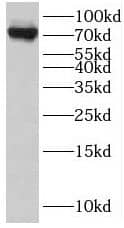 Western Blot RRN3 Antibody - BSA Free