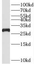 Western Blot RPS4Y1 Antibody - BSA Free