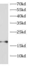 Western Blot: RPS13 Antibody - BSA Free [NBP3-46665] - MCF7 cells were subjected to SDS PAGE followed by western blot with (RPS13 antibody) at dilution of 1:1000