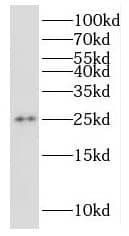 Western Blot: RPP25 Antibody - BSA Free [NBP3-46667] - HeLa cells were subjected to SDS PAGE followed by western blot with (RPP25 antibody) at dilution of 1:300