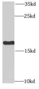 Western Blot: RPLP1 Antibody - BSA Free [NBP3-46669] - HeLa cells were subjected to SDS PAGE followed by western blot with ( RPLP1 Antibody) at dilution of 1:1000