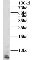 Western Blot RPL39L Antibody - BSA Free