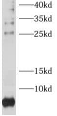 Western Blot: RPL38 Antibody - BSA Free [NBP3-46673] - HeLa cells were subjected to SDS PAGE followed by western blot with (RPL38 antibody) at dilution of 1:500