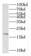 Western Blot: RPL27A Antibody - BSA Free [NBP3-46679] - A549 cells were subjected to SDS PAGE followed by western blot with ( RPL27A Antibody) at dilution of 1:300