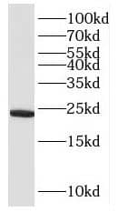 Western Blot RPL26L1 Antibody - BSA Free