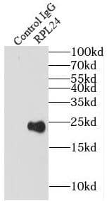 Immunoprecipitation: Ribosomal Protein L24 Antibody - BSA Free [NBP3-46681] - IP Result of anti-Ribosomal Protein L24 (IP:, 3ug; Detection: 1:500) with A549 cells lysate 2800ug.