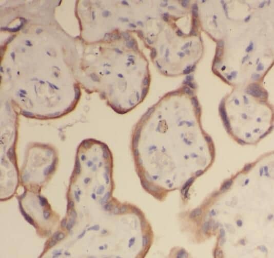 Immunohistochemistry: Ribosomal Protein L24 Antibody - BSA Free [NBP3-46681] - Immunohistochemistry of paraffin-embedded human placenta using (Ribosomal Protein L24 antibody) at dilution of 1:100