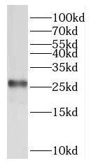 Western Blot RPL15 Antibody - BSA Free