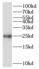 Western Blot RPE Antibody - BSA Free