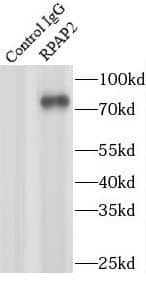 Immunoprecipitation RPAP2 Antibody - BSA Free