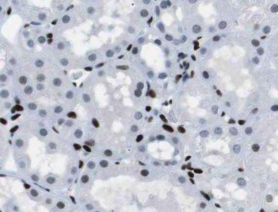 Immunohistochemistry: ROGDI Antibody - BSA Free [NBP3-46697] - Immunohistochemistry of paraffin-embedded human kidney using (ROGDI antibody) at dilution of 1:100
