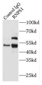 Immunoprecipitation RNPS1 Antibody - BSA Free