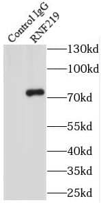 Immunoprecipitation: RNF219 Antibody - BSA Free [NBP3-46706] - IP Result of anti-RNF219 (IP:, 4ug; Detection: 1:300) with A431 cells lysate 1200ug.