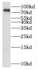 Western Blot: RNF219 Antibody - BSA Free [NBP3-46706] - HEK-293T cells were subjected to SDS PAGE followed by western blot with ( RNF219 Antibody) at dilution of 1:300