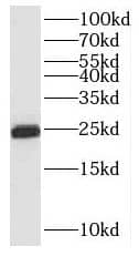 Western Blot RNF125 Antibody - BSA Free