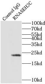 Immunoprecipitation: RNASEH2C Antibody - BSA Free [NBP3-46717] - IP Result of anti-RNASEH2C (IP:, 3ug; Detection: 1:500) with HEK-293 cells lysate 3200ug.
