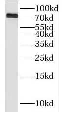 Western Blot: BLAP75 Antibody - BSA Free [NBP3-46722] - HepG2 cells were subjected to SDS PAGE followed by western blot with (BLAP75 antibody) at dilution of 1:500
