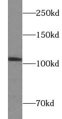Western Blot RIN3 Antibody - BSA Free