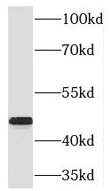 Western Blot: RIMKB Antibody - BSA Free [NBP3-46728] - Mouse eye tissue were subjected to SDS PAGE followed by western blot with ( RIMKB Antibody) at dilution of 1:300