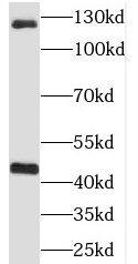 Western Blot: RIMS Binding Protein 2 Antibody - BSA Free [NBP3-46729] - Mouse kidney tissue were subjected to SDS PAGE followed by western blot with (RIMS Binding Protein 2 antibody) at dilution of 1:1000