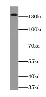 Western Blot: RIMS2 Antibody - BSA Free [NBP3-46730] - L02 cells were subjected to SDS PAGE followed by western blot with (RIMS2 antibody) at dilution of 1:400