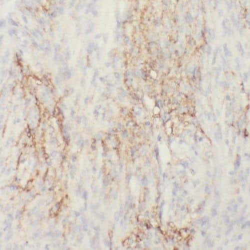 Immunohistochemistry: RIC8B Antibody - BSA Free [NBP3-46734] - Immunohistochemistry of paraffin-embedded human brain using (RIC8B antibody) at dilution of 1:100