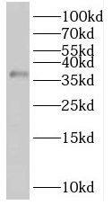 Western Blot RIBC2 Antibody - BSA Free