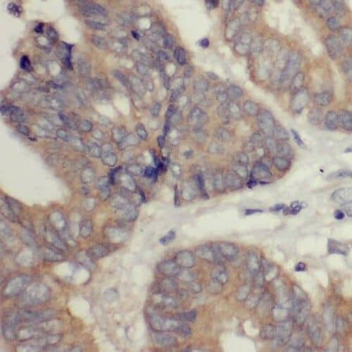 Immunohistochemistry RIBC2 Antibody - BSA Free