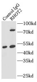 Immunoprecipitation: RHOT2 Antibody - BSA Free [NBP3-46737] - IP result of anti-RHOT2(IP:, 4ug; Detection: 1:1000) with L02 cells lysate 1360 ug