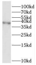 Western Blot: RFC3 Antibody - BSA Free [NBP3-46754] - Human liver tissue were subjected to SDS PAGE followed by western blot with (RFC3 antibody) at dilution of 1:500