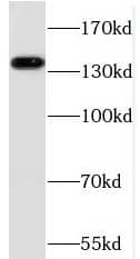 Western Blot RBP3 Antibody - BSA Free