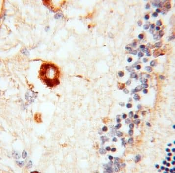 Immunohistochemistry RBP3 Antibody - BSA Free