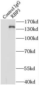 Immunoprecipitation RBP3 Antibody - BSA Free