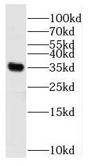 Western Blot: RBM11 Antibody - BSA Free [NBP3-46784] - HEK-293 cells were subjected to SDS PAGE followed by western blot with ( RBM11 Antibody) at dilution of 1:300