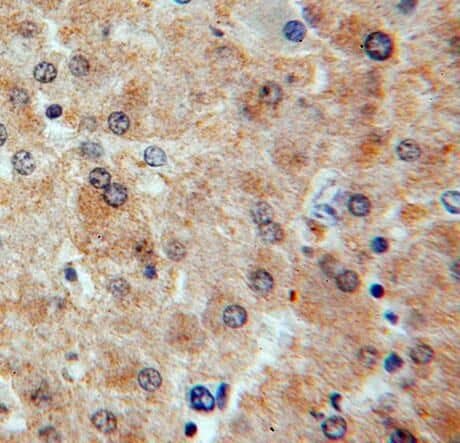 Immunohistochemistry RASSF4 Antibody - BSA Free