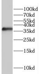 Western Blot RASSF4 Antibody - BSA Free