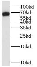 Western Blot RAPH1 Antibody - BSA Free