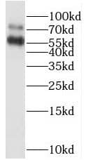Western Blot RAPGEFL1 Antibody - BSA Free