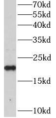 Western Blot: RAP1B Antibody - BSA Free [NBP3-46800] - HeLa cells were subjected to SDS PAGE followed by western blot with (RAP1B antibody) at dilution of 1:1000
