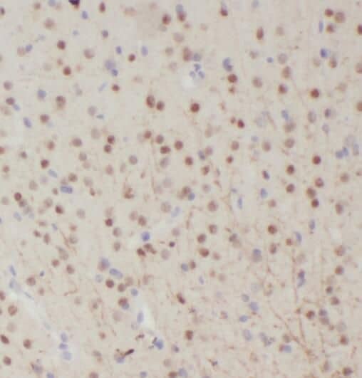 Immunohistochemistry: RALYL Antibody - BSA Free [NBP3-46805] - Immunohistochemistry of paraffin-embedded mouse brain tissue slide using (RALYL Antibody) at dilution of 1:50