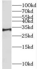 Western Blot RALYL Antibody - BSA Free