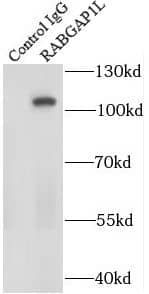 Immunoprecipitation RABGAP1L Antibody - BSA Free