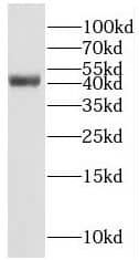 Western Blot RAB3IL1 Antibody - BSA Free