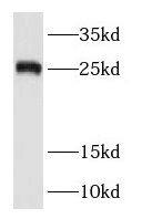 Western Blot: RAB38 Antibody - BSA Free [NBP3-46826] - NIH/3T3 cells were subjected to SDS PAGE followed by western blot with (RAB38 antibody) at dilution of 1:500