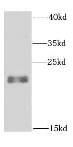 Western Blot Rab24 Antibody - BSA Free