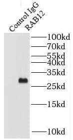 Immunoprecipitation RAB12 Antibody - BSA Free