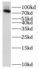 Western Blot: RAB11FIP3 Antibody - BSA Free [NBP3-46837] - Mouse brain tissue were subjected to SDS PAGE followed by western blot with ( RAB11FIP3 Antibody) at dilution of 1:600