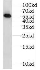 Western Blot RAB11FIP2 Antibody - BSA Free