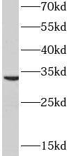 Western Blot: PYCR2 Antibody - BSA Free [NBP3-46840] - Hela cells were subjected to SDS PAGE followed by western blot with (PYCR2 antibody) at dilution of 1:800